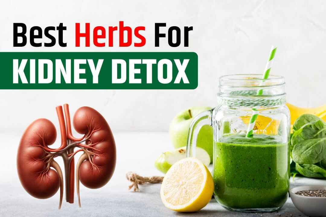 Best Herbs for Kidney Detox